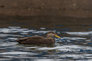 American Black Duck (Anas rubripes) swimming in the river 