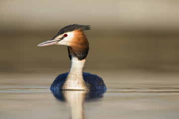 A great crested grebe (Podiceps cristatus)  swimming and foraging in a pond in the city Utrecht the Netherlands.