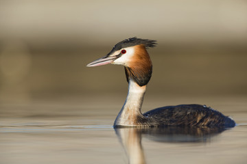 A great crested grebe (Podiceps cristatus)  swimming and foraging in a pond in the city Utrecht the Netherlands.