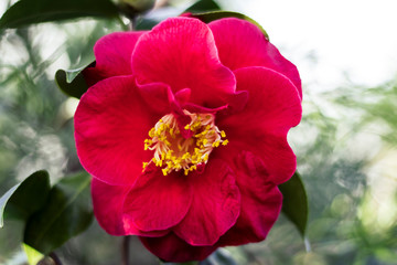 Close up of Red Camellia Flower in Bloom