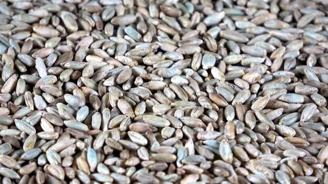 Dehydrated rye berries grains spinning video