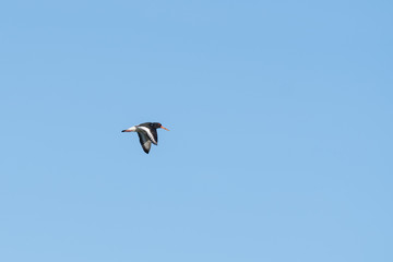 Fototapeta na wymiar Single Oystercatcher Flying Across Blue Sky