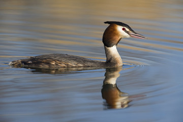 A great crested grebe (Podiceps cristatus)  swimming and foraging in a pond in the city Utrecht the Netherlands.