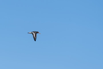 Single Oystercatcher Flying Across Blue Sky