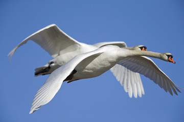 Two elegant mute swans (Cygnus olor) flying highspeed next to eachother 