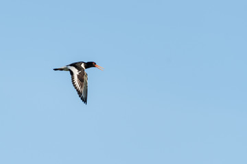 Single Oystercatcher Flying Across Blue Sky