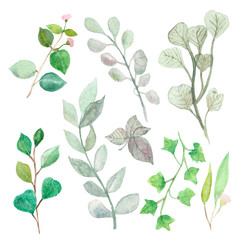 A lush watercolor illustration of eucalyptus silver dollar branches isolated on a white background. Hand painted flowering plant for beautiful design of cards, invitations, posters