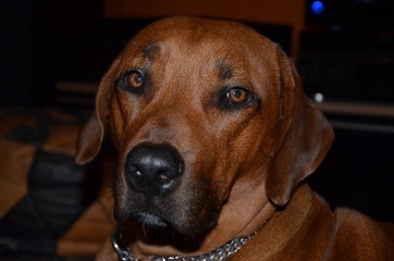 Rhodesian Ridgeback