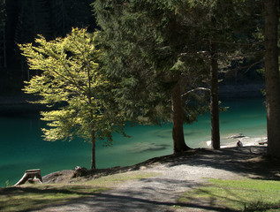 Caumsee, trees on bank, Grisons in Switzerland
