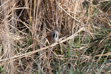 Rare Bearded Tit
