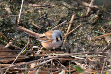 Rare Bearded Tit