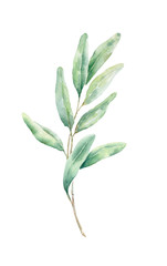 .Green leaves and branches isolated on white background. Watercolor painting for wedding invitations,greeting card and design..