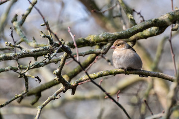 Female Chaffinch Perched on a Tree Branch