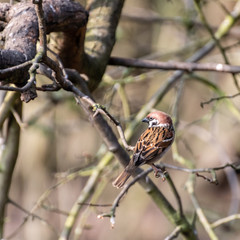 Tree Sparrow Perched on a Broken Branch