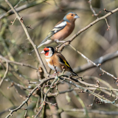 Chaffinch and a Goldfinch