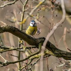 Blue Tit Perched on a Tree Branch