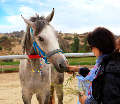 Gray horse with blue bridle eats grass from the hands of a young woman
