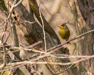 Greenfinch Perched in a Wood