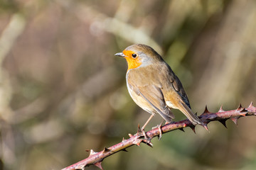Robin Redbreast perched on a Branch