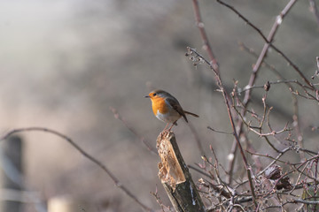 Robin Redbreast perched on a Branch