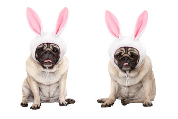 funny little easter pug puppy dogs, sitting down, wearing easter bunny cap with ears, isolated on...