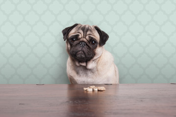 cute pitiful pug puppy dog on a no carbs diet sitting at wooden table with snacks in front, on...