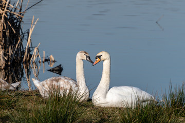 Swans on the River