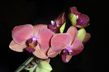 Flower petals blooming pink orchids on a dark background.