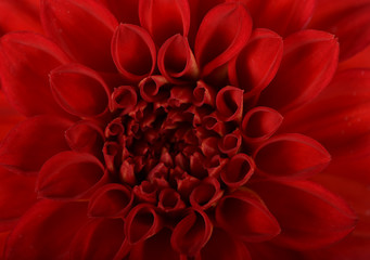 Spherical inflorescence of brightly red terry dahlia with scarlet petals close-up