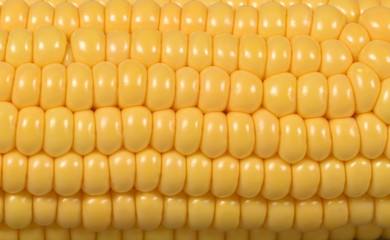 Texture of yellow seeds of ripe and juicy milk corn on the cob close-up
