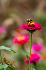 Bee on flower 10