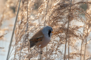 Rare Bearded Tit
