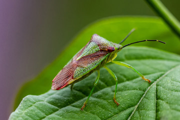 Schildwanze