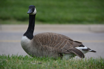canada goose on green grass