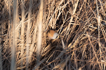 Rare Bearded Tit