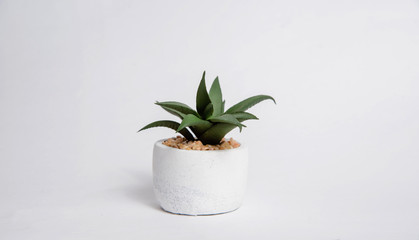 Green plant, cactus in a pot on a white, bright background. The concept of plants at home, beautifying a home with plants. Green grass in the room. White flowerpot with cactus.