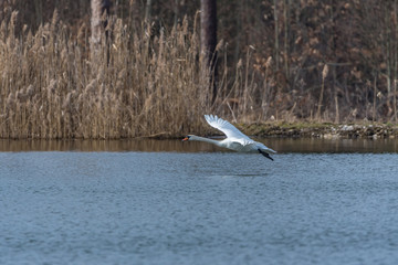 mute swan taking off