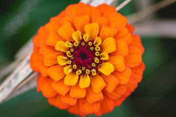 orange flower macro 2