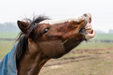 Horse Pulling Funny Face