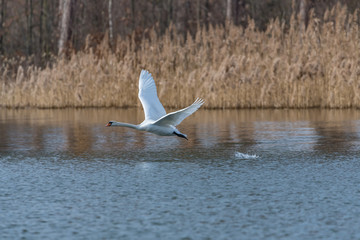 mute swan taking off