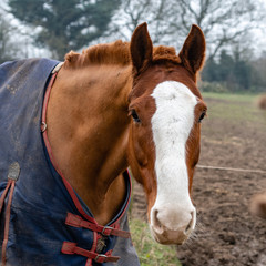 Chestnut Horse in a Field