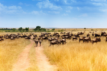 Larch floc of wildebeests animals in Kenya