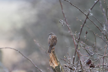 Dunnock Perched in a Tree