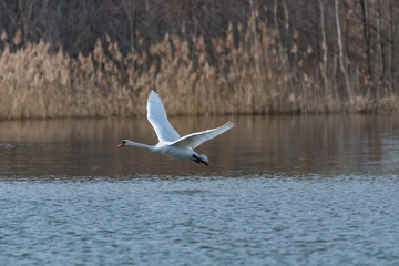 mute swan taking off