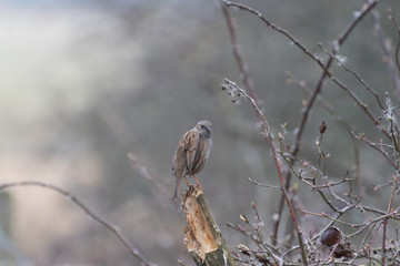 Dunnock Perched in a Tree