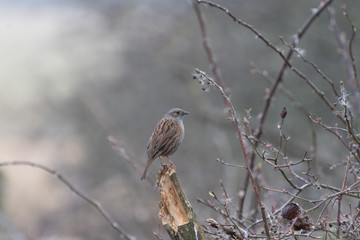 Dunnock Perched in a Tree