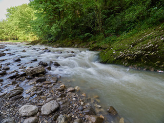 Stony mountain stream with thick green forest on the shore