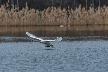 mute swan taking off