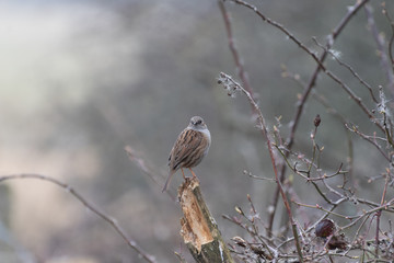 Dunnock Perched in a Tree