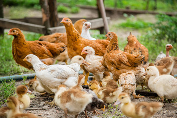 A group of young ducklings, teenage chickens in the farmyard pecking food.